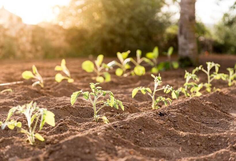 Fotos del hotel Cas Cabo Nou Agroturismo Adults Only:  13