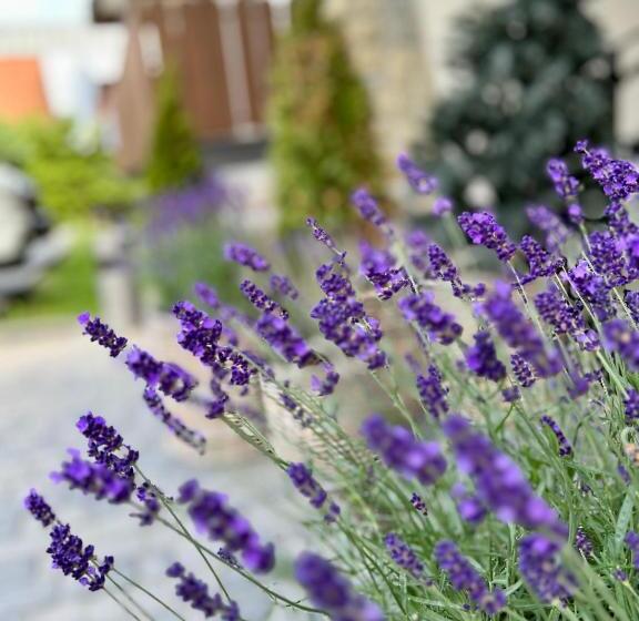 Fotos del hotel Rentplanet   Nosal:  4