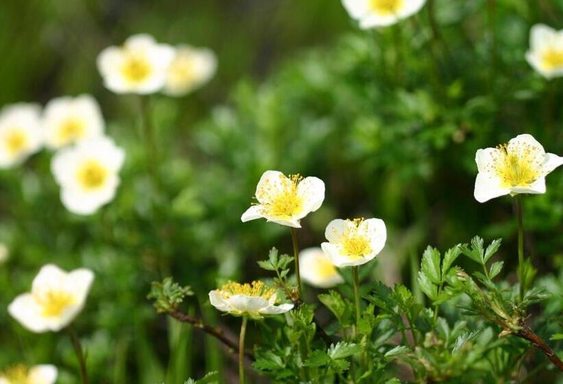 Fotos del hotel Sunplaza Tsugaike:  5