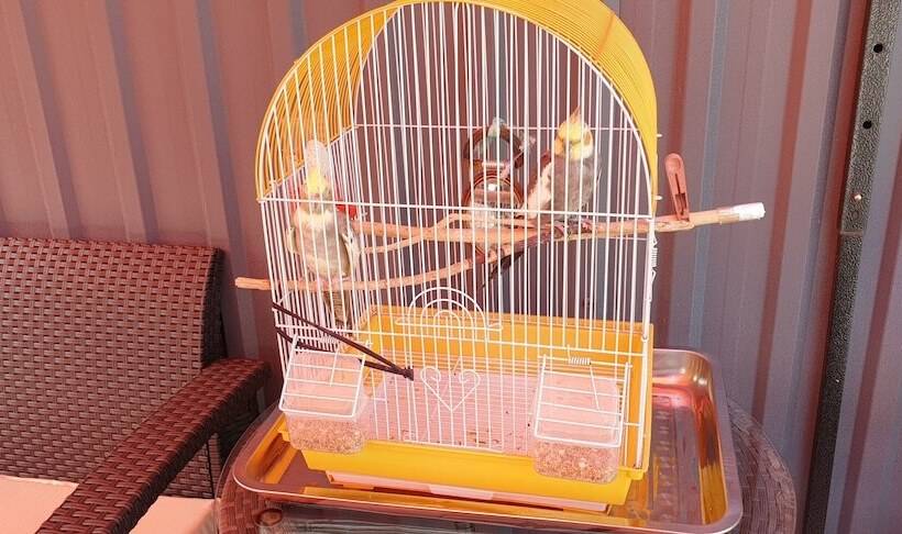 Fotos del hotel Leon:  4