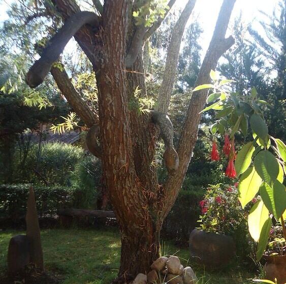 Fotos del hotel Kuychi Rumi:  10