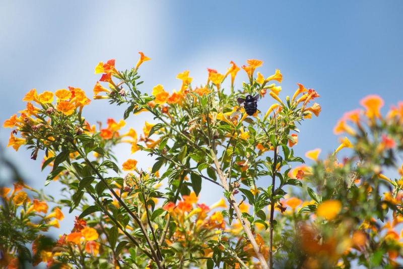 Fotos del hotel Amaru Colonial:  14