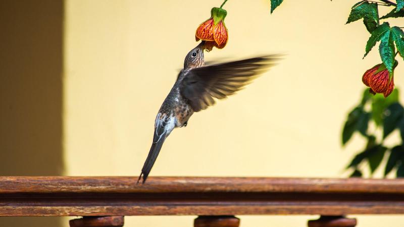 Fotos del hotel Amaru Inca:  9