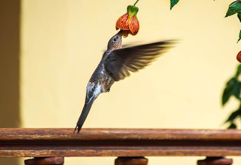 Fotos del hotel Amaru Inca:  4