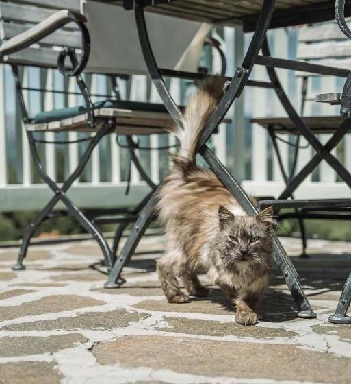 Fotos del hotel Gasthof Kohlern-colle:  17