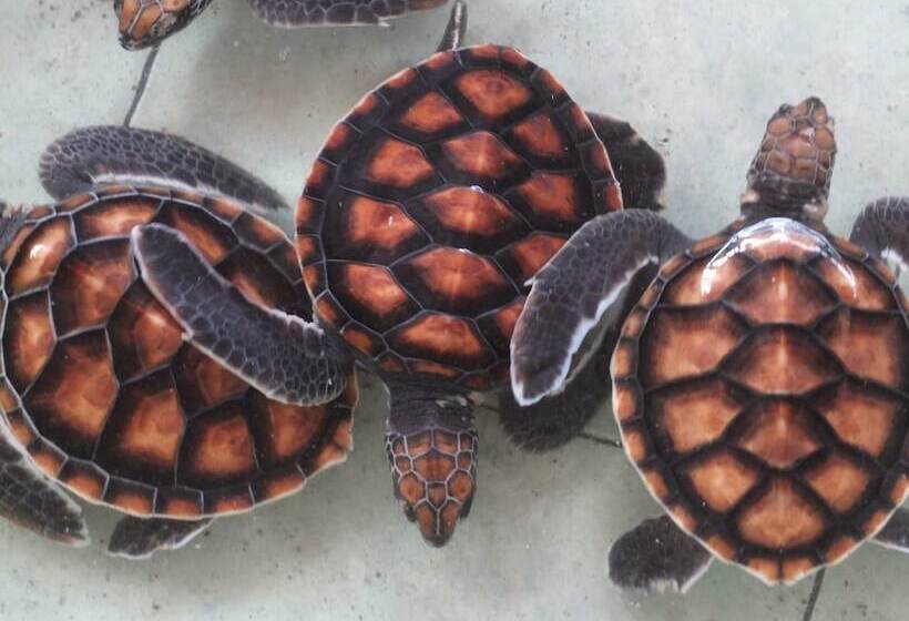 Fotos del hotel Gili Sands Beach Club:  7