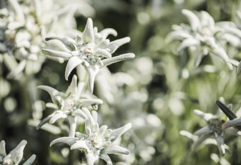 Fotos del hotel Alpenhof Kristall:  4