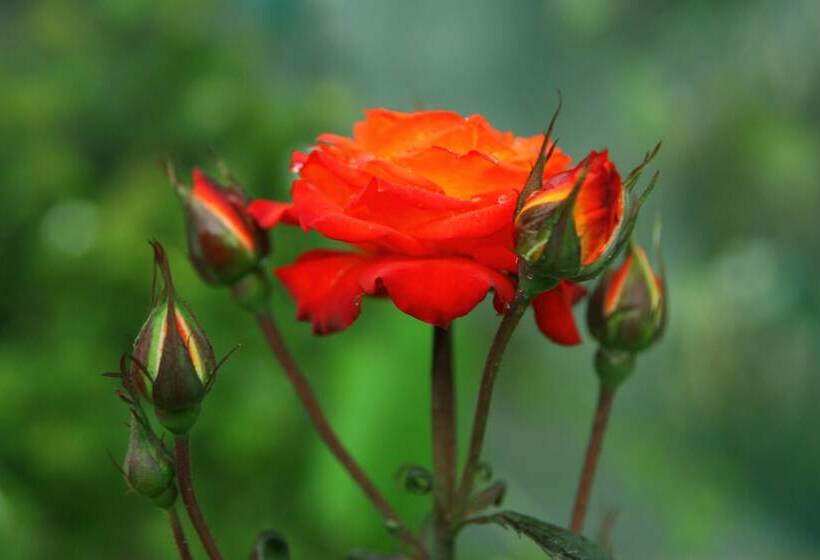 Fotos del hotel Top Venice:  3