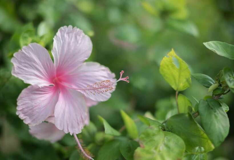 Fotos del hotel Naya Resort:  7