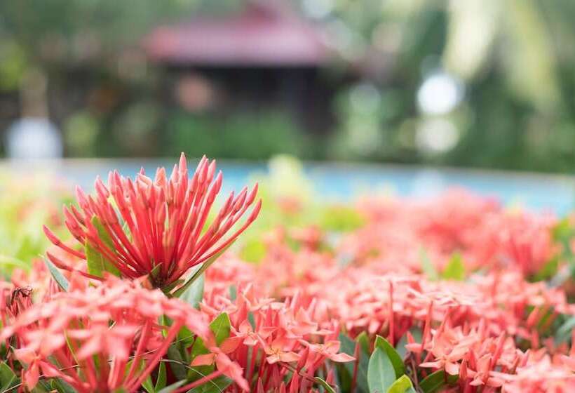 Fotos del hotel Naya Resort:  3