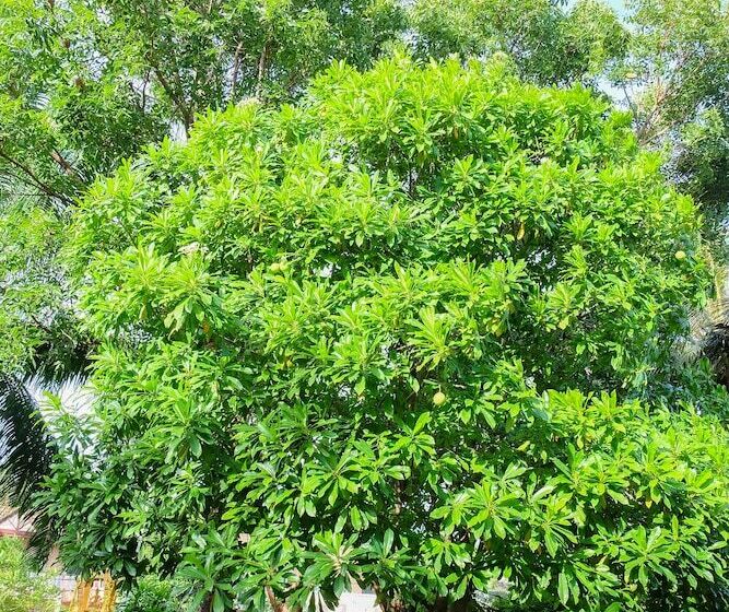 Fotos del hotel Naya Resort:  9