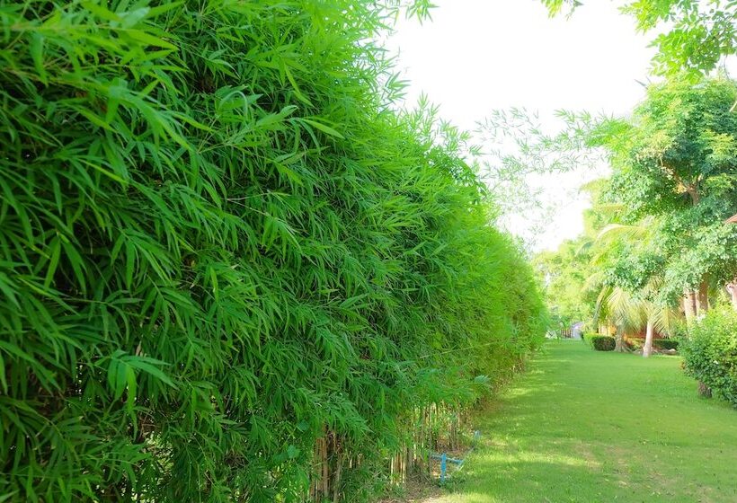 Fotos del hotel Naya Resort:  11