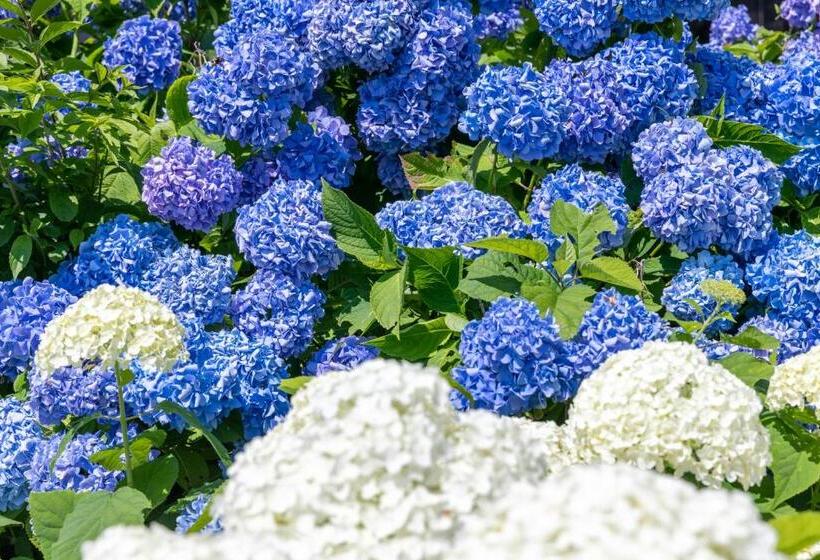 Fotos del hotel Tagawa:  10