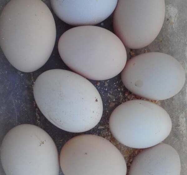 Fotos del hotel Riad Tigmin Eden:  12