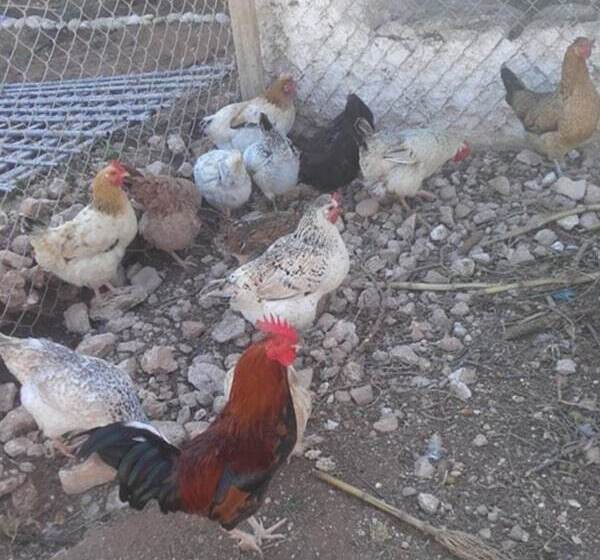 Fotos del hotel Riad Tigmin Eden:  25