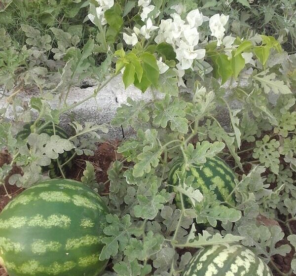 Fotos del hotel Riad Tigmin Eden:  5