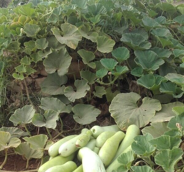 Fotos del hotel Riad Tigmin Eden:  3