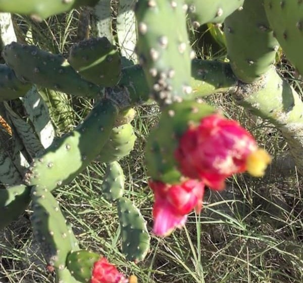 Fotos del hotel Riad Tigmin Eden:  2