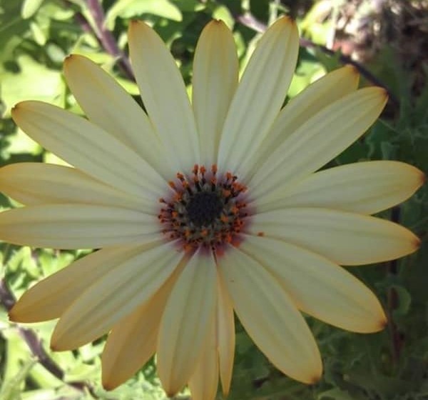 Fotos del hotel Riad Tigmin Eden:  13