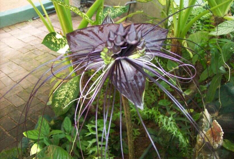 Fotos del hotel Hikka Regent:  6