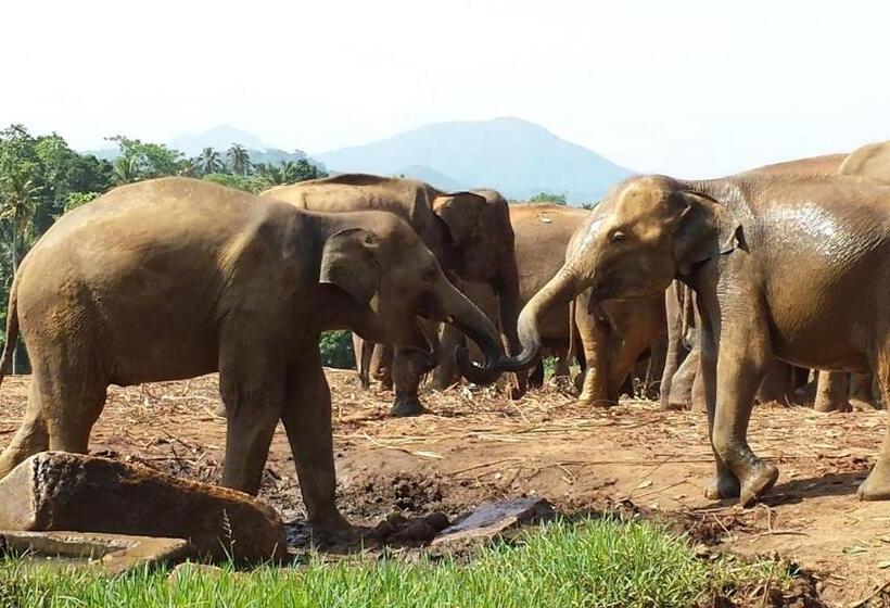 Fotos del hotel Hikka Regent:  13