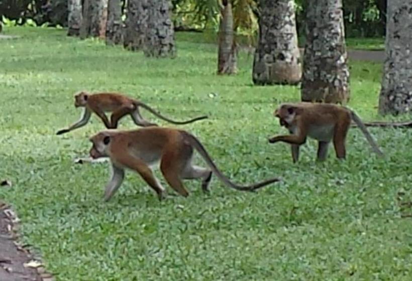 Fotos del hotel Hikka Regent:  23