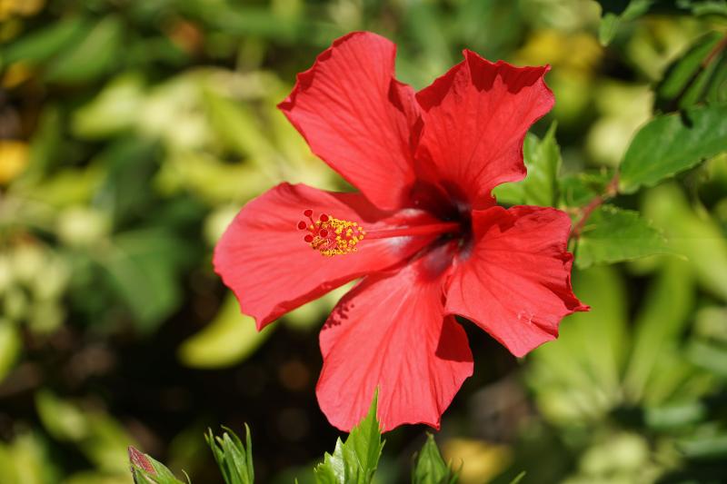 Fotos del hotel Arinella Residence Club:  13