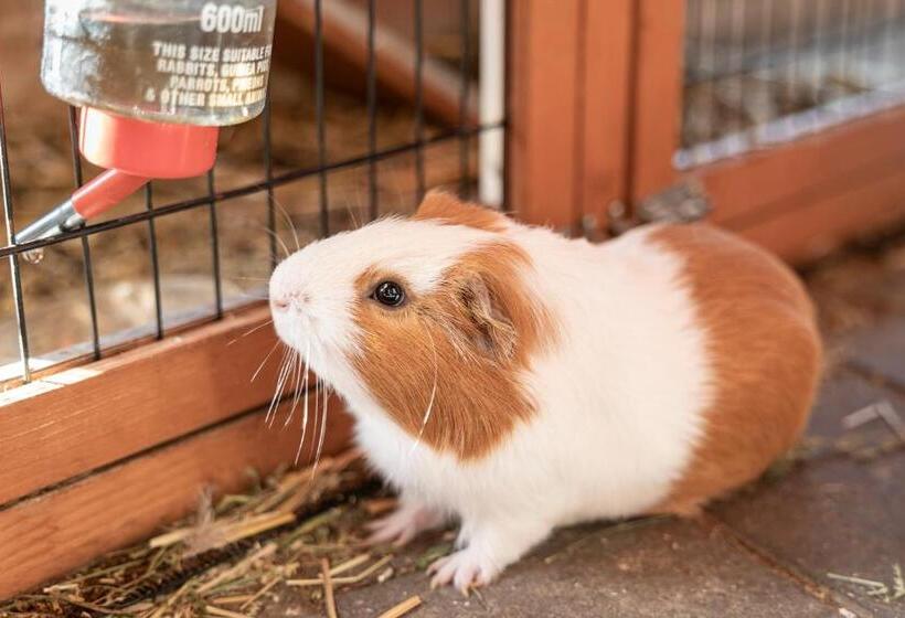 Fotos del hotel Ausserwieserhof:  25