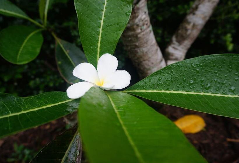 Fotos del hotel Ruenthai Boutique:  5