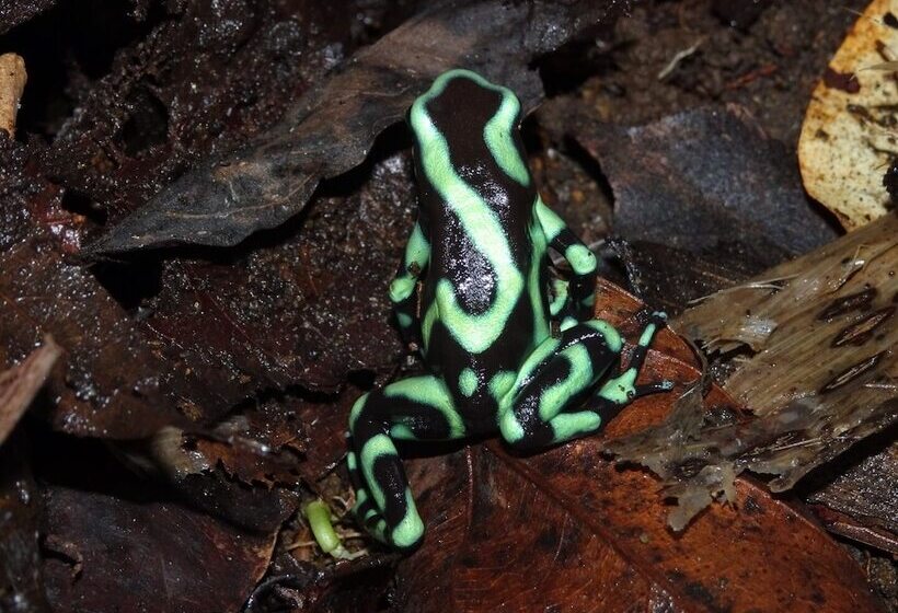 Fotos del hotel Monte Real:  4