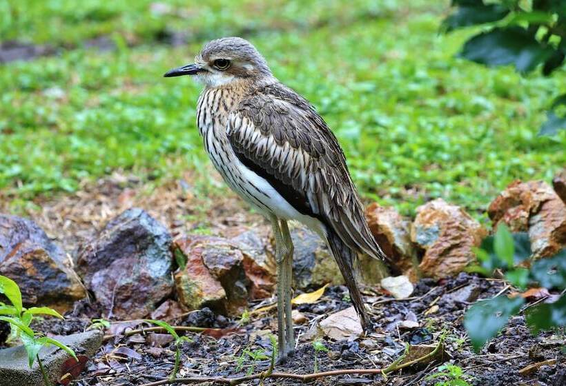 Fotos del hotel Big4 Whitsundays Tropical Eco Resort:  4