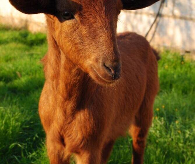 Fotos del hotel Weingut & Land Can Davero:  11