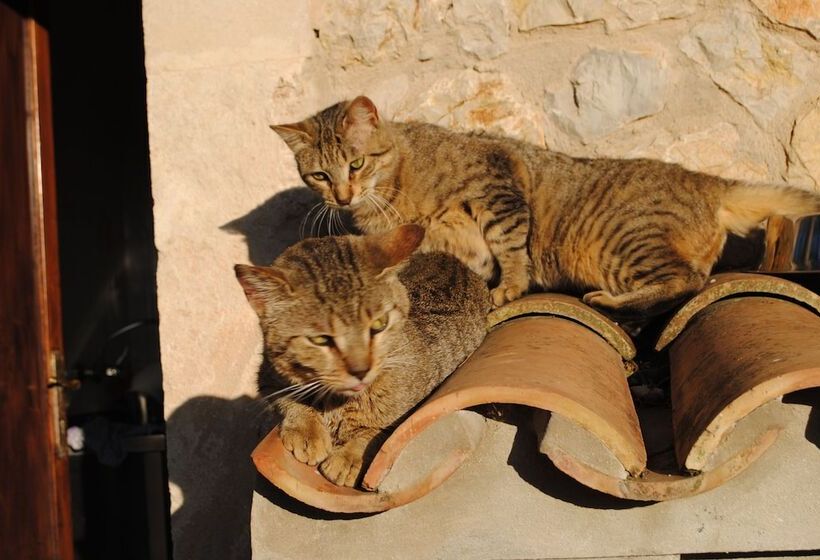 Fotos del hotel Weingut & Land Can Davero:  5