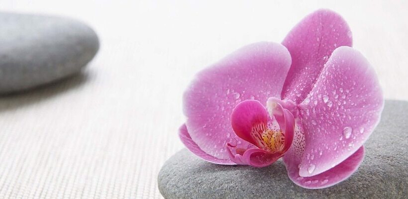 Fotos del hotel Calgary Airport Marriott Interminal:  24