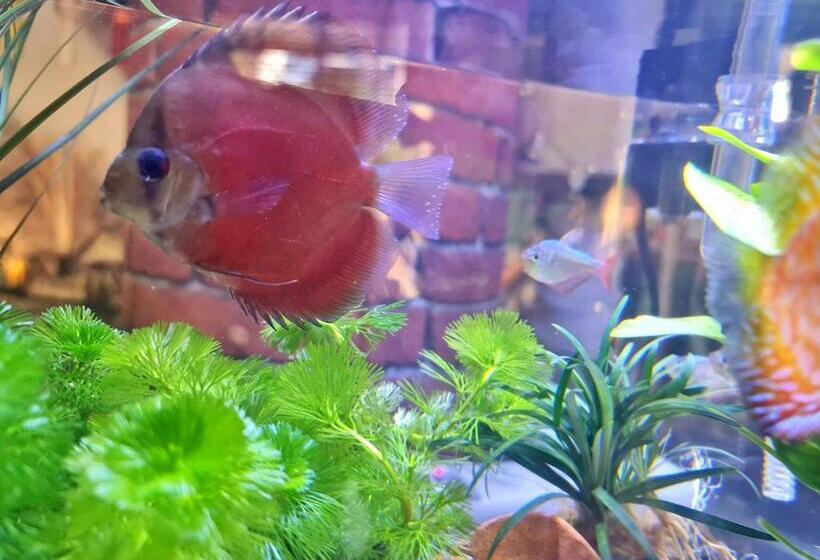 Fotos del hotel Bed And Terrace Guesthouse Chiang Mai:  7