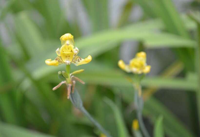 Fotos del hotel Jaguar Inn Tikal:  4