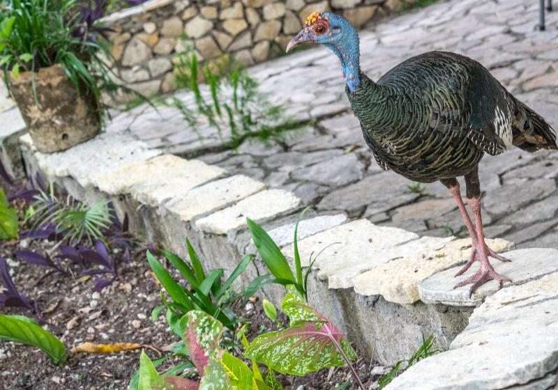 Fotos del hotel Jaguar Inn Tikal:  8