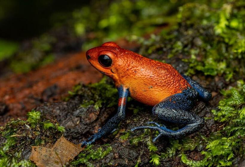 Fotos del hotel Tifakara Boutique Hotel & Birding Oasis:  5