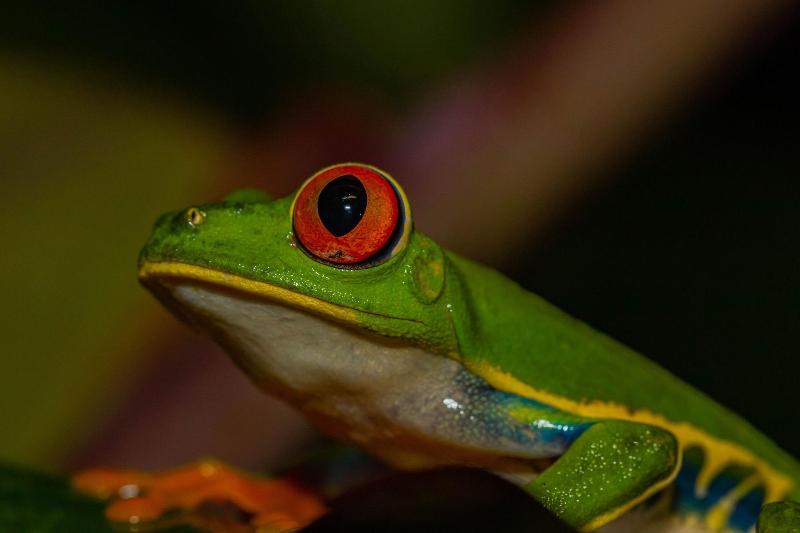 Fotos del hotel Tifakara Boutique Hotel & Birding Oasis:  17