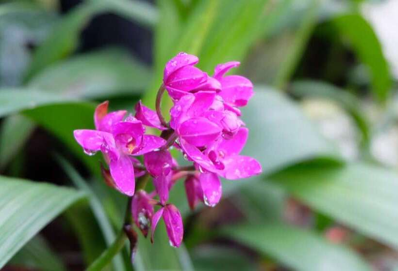 Fotos del hotel Chiang Mai Thai House,thapae:  4