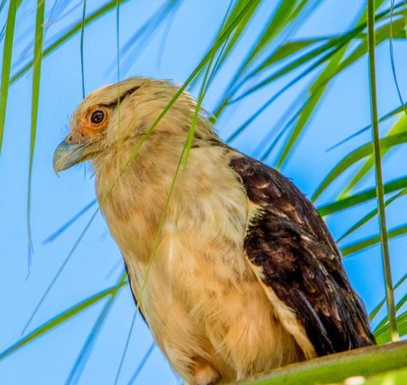 Fotos del hotel Paloverde Villas Campestres:  10