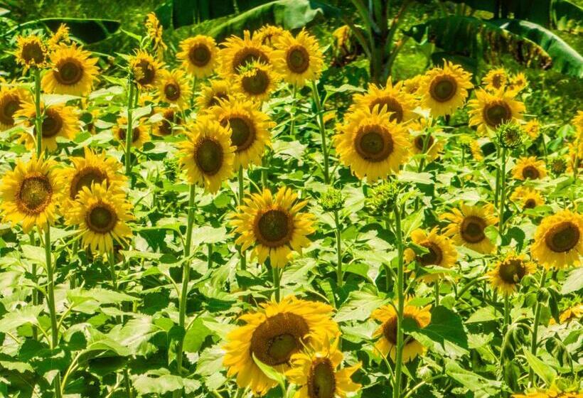 Fotos del hotel Paloverde Villas Campestres:  6