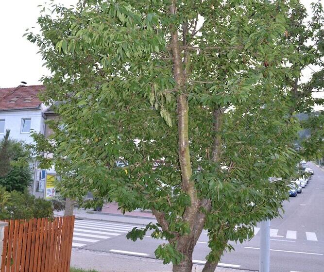 Fotos del hotel Levandule:  15