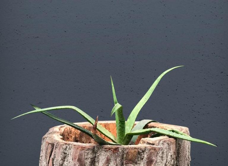 Fotos del hotel The Lot Boutique:  6