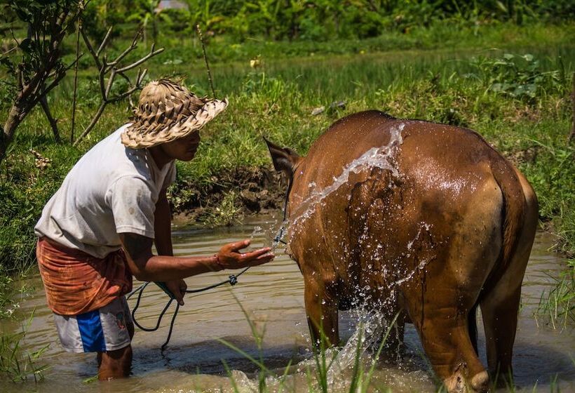 Fotos del hotel Visesa Ubud Resort:  5