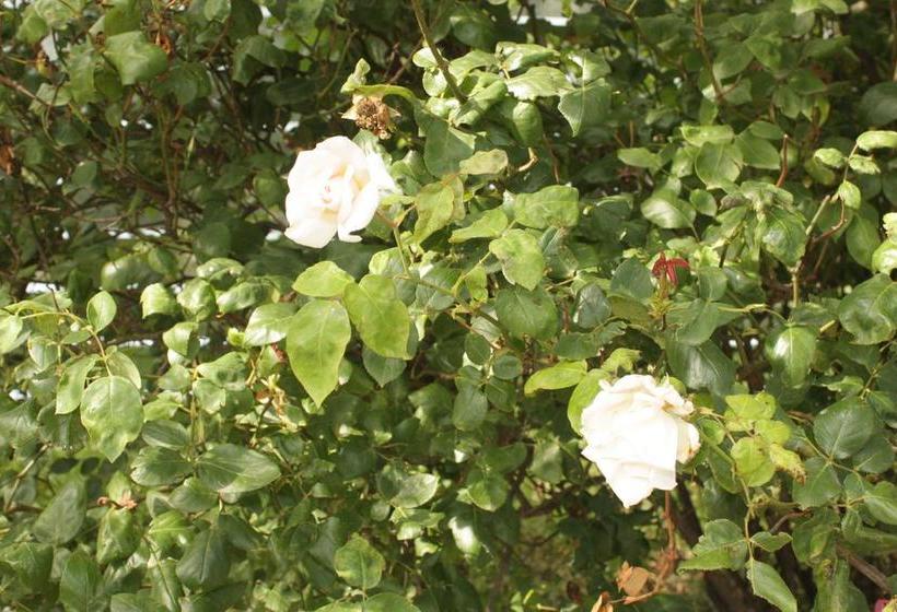 Fotos del hotel Rose:  6