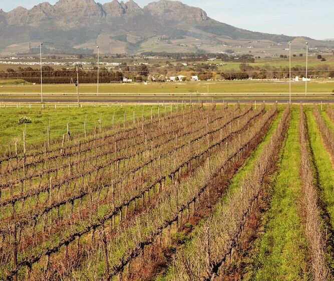 Fotos del hotel Lovane Boutique Wine Estate:  17