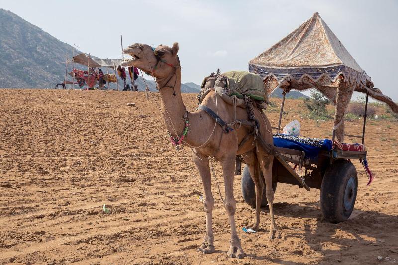 Fotos del hotel The Westin Pushkar Resort & Spa:  6