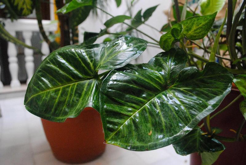 Fotos del hotel Hostal Costa De La Luz:  3