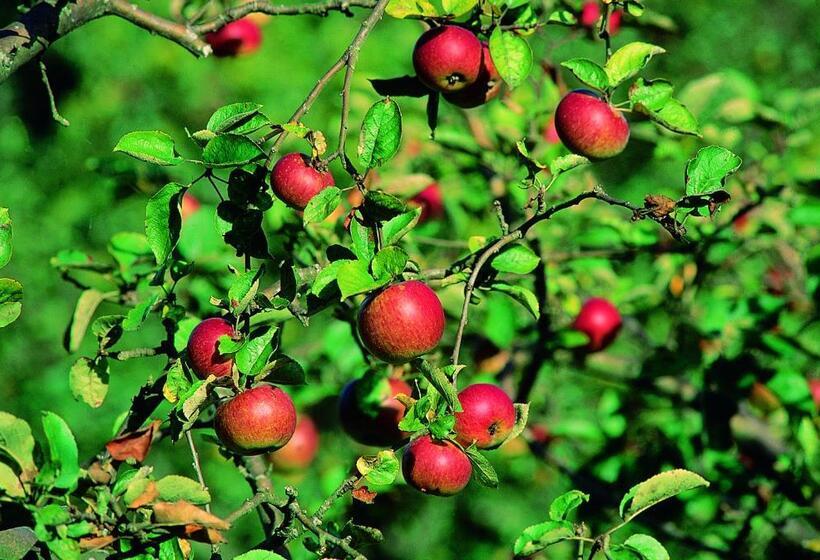 Fotos del hotel La Posada Del Rey:  14